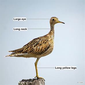 upland.sandpiper.santa.fe.argentina.2022.01.01.danilo.druetto.ML401033501.jpg
