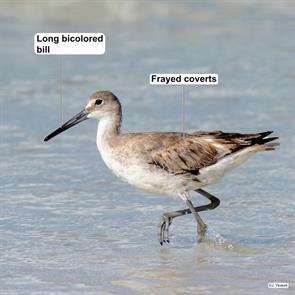 western.willet.sarasota.fl.2024.06.12.jim.yeskett.ML620348045.jpg