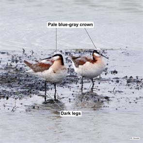 wilsons.phalaropes.hornsby.bend.2024.04.21.P1390767.jpg