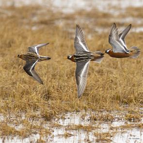 red.phalaropes.north.slope.ak.2019.06.13.doug.gochfeld.ML624079758.jpg