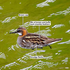 red-necked.phalarope.Norðurland eystra.iceland.anon.ML640176196.jpg