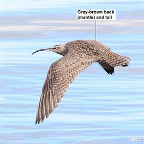 whimbrel.los.lagos.chile.2025.02.01.jose.ignacio.catalan.ruiz.ML630024734.jpg