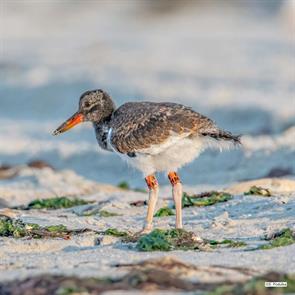 american.oystercatcher.nassau.ny.2024.07.27.sandy.podulka.jpg