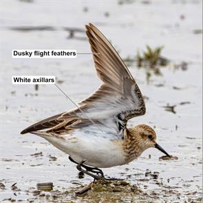 bairds.sandpiper.valparaiso.chile.2024.10.27.mats.hildeman.ML627355146.jpg