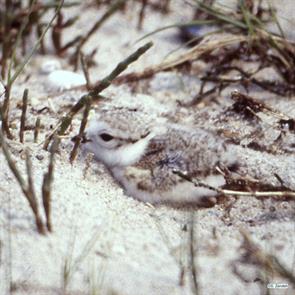 piping.plover.plymouth.beach.1981.07.img068.jpg