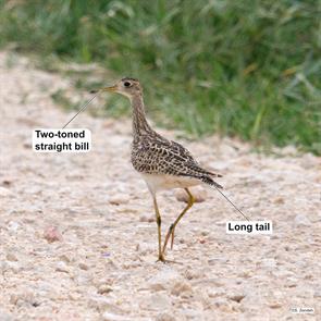upland.sandpiper.hornsby.bend.2024.04.15.P1390276.jpg