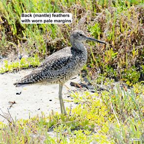 western.willet.orange.ca.2013.07.04.larry.manfredi.ML624729940.jpg
