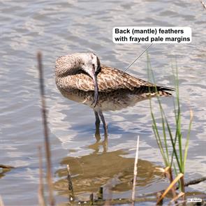 whimbrel.bolivar.2017.04.13.P1490260.jpg