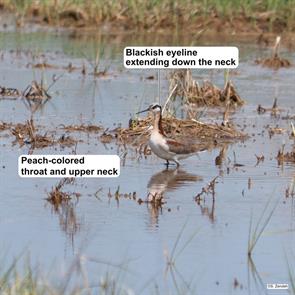 wilsons.phalarope.belle.isle.2016.05.31.P1120505.jpg