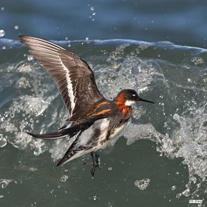 red-necked.phalarope.nauset.beach.2023.05.01.sam.zhang.5D6A1759-1.jpg