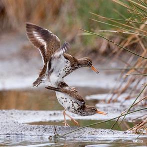 spotted.sandpipers.katmai.np.ak.2008.06.21.larry.master._MG_4221c.jpg
