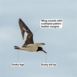 american.oystercatcher.i-HTdzGkr-X4.jpg