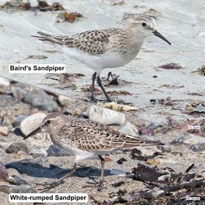bairds.sandpiper.white-rumped.sandpiper.winthrop.beach.ML623910399.P2720507.jpg