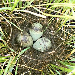 eastern.willet.eggs.accomack.va.2019.06.18.evan.buck.ML506202321.jpg