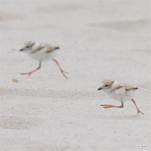 piping.plovers.winthrop.beach.2017.07.19.jpg