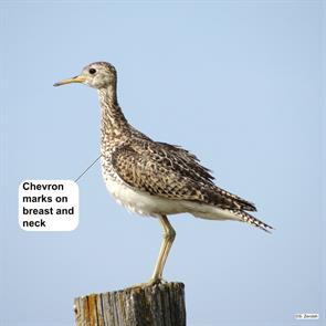 upland.sandpiper.lavina.MT.2015.07.09.IMG_3385.jpg
