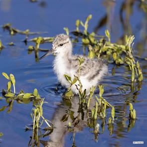 western.willet.albany.wy.2024.06.22.paul.fenwick.ML622702722.jpg
