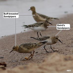 buff-breasted.sandpiper-bairds.sandpiper.park.point.mn.2019.09.01.ted.keyel.ML240215331.jpg