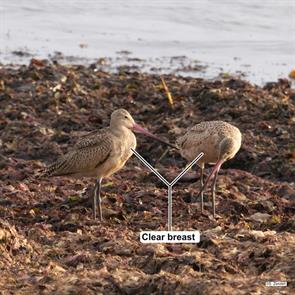 marbled.godwits.winthrop.beach.2016.09.11.P1200006.jpg