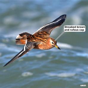 red.phalarope.nauset.beach.2023.05.01.sam.zhang.IMG_8136.jpg