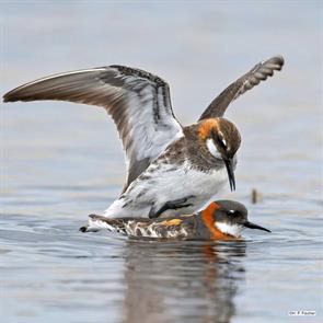 red-necked.phalaropes.Vestfirdir, iceland.2023.05.26.hans.peter.fischer.ML640877500.jpg