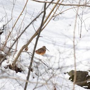 american.woodcock.durham.ontario.2022.3.12.layra.theys.ML643736009.jpg