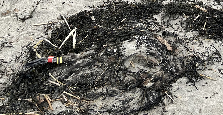 Colored leg bands visible on the beached carcass of a Common Loon. Photograph by Mark Pokras.