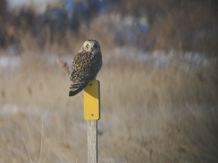 Photo Essay: Birds of Rhode Island’s Accessible Locations