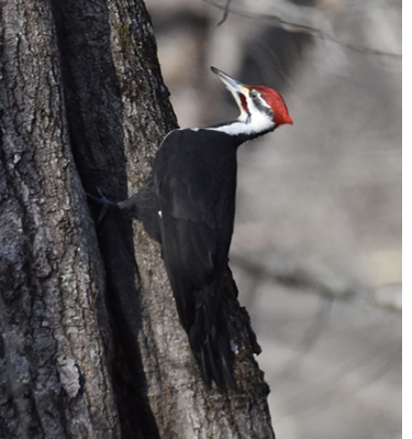 Pileated Woodpecker. Buckeye Brook Road, Charlestown.