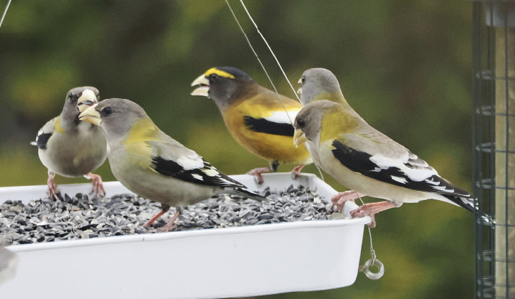Evening Grosbeaks. Ram’s Tail Road, Foster.
