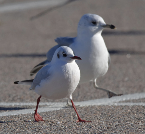 Black-headed Gull (front). Scarborough State Beach.