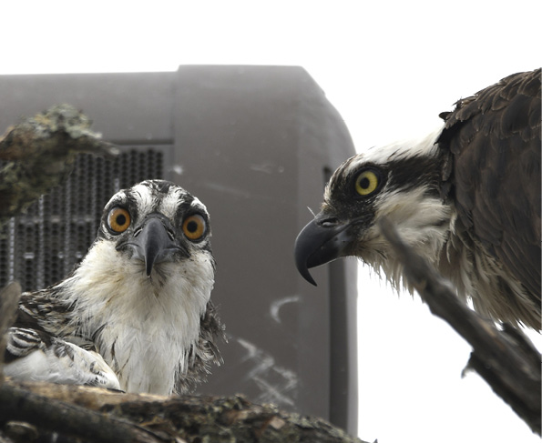 Ospreys. Succotash Marsh.