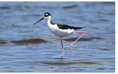 This Black-necked Stilt frequented Scarborough Marsh and nearby Stratton Island from June 17 to July 24, 2013. Photograph June 17 by Normand Bonneau.