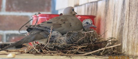 June 2017 | Field Notes: Nesting Mourning Doves Tolerate Human Presence