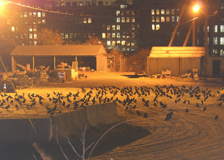 February 2018 | A History of Winter Crow Roosts and a Visit to a Roost ...