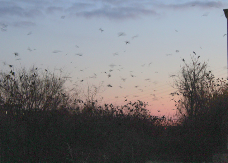 February 2018 | A History of Winter Crow Roosts and a Visit to a Roost ...