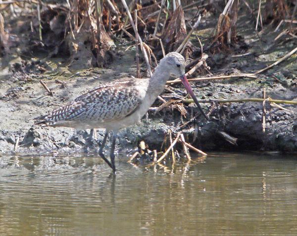 October 2018 | Photo Essay: Godwits