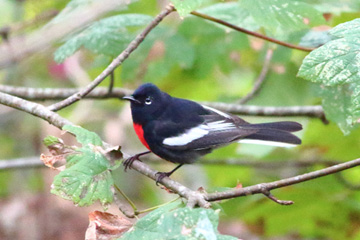 Assets/bo46-6/HB_Painted_Redstart.jpg