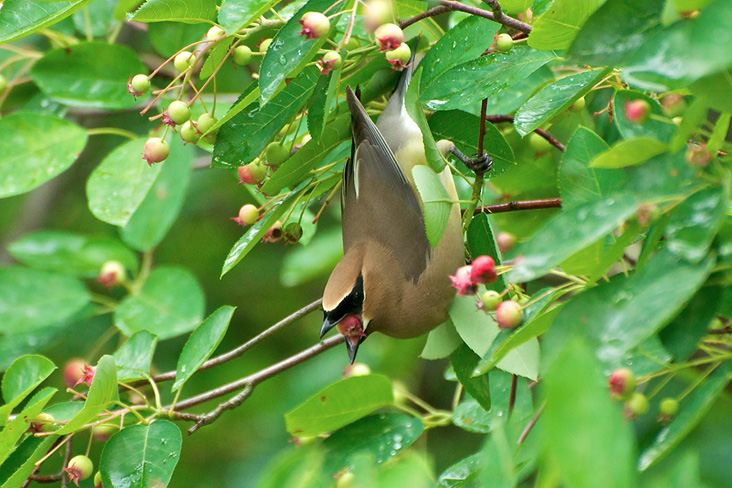 Birdwatch: the robin is one of our most familiar birds – yet it can still surprise us, Birds