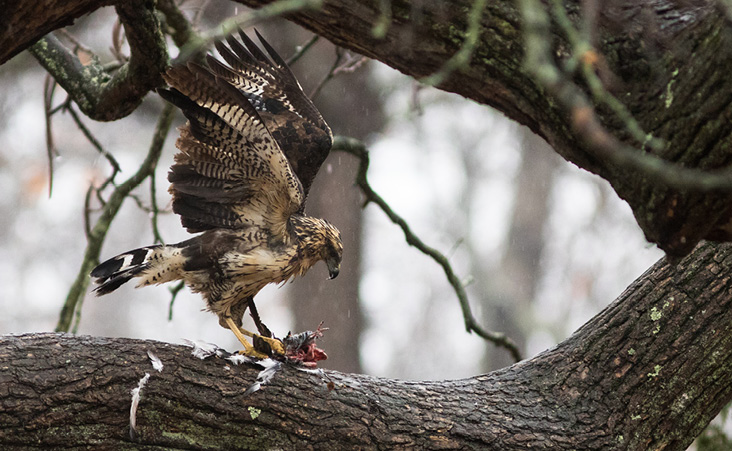 Assets/bo47-2/Great_Black_Hawk_-_Doug_Hitchcox_-_20181202-3C3A7308.jpg