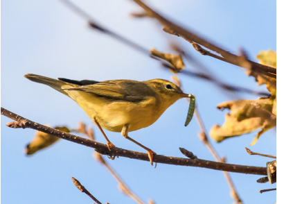 Assets/bo47-2/willow_warbler.png