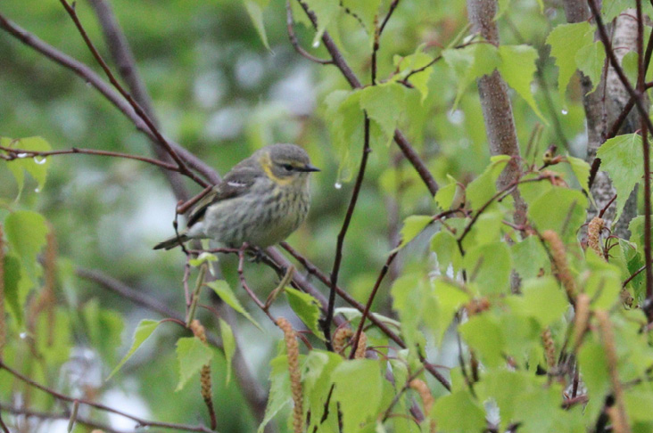How do the species of warbler avoid competition picture
