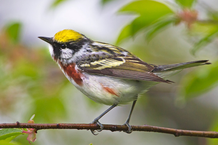 Assets/bo47-3/Chestnut-sided_warbler.jpg