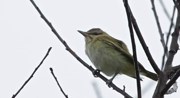 Assets/bo47-3/hb_black_whiskered_vireo_ken_magnuson.png