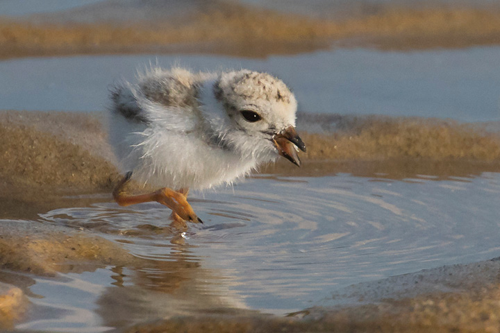 Assets/bo47-4/Piping_Plover_baby_grabs_snack.jpg