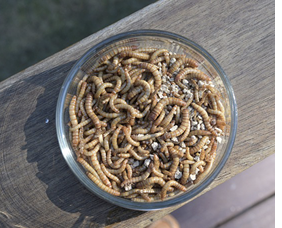 April 2020  Mealworms—How Scrumptious
