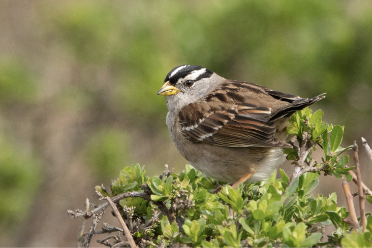 Assets/bo48-2/White-crowned_Sparrow_Fish_Docks_Pt_Reyes_Marin_CA_2019-03-04_12-10-49_(48032342613).jpg