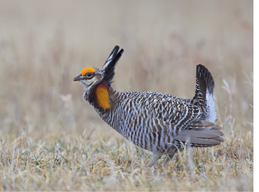 Assets/bo48-3/greater_prairie_chicken.png