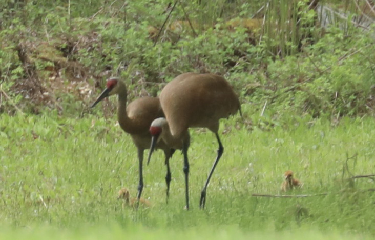 Sandhill Cranes Wait Out the Storm