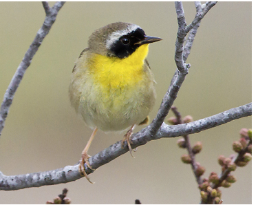 Assets/bo49-1/Common_Yellowthroat_warbler.png